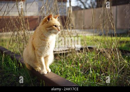 Cute ginger cat sitting in a sunny garden, pet relaxing outdoors. Stock Photo