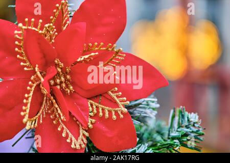 Christmas red flower against the background of blurred burning lights close up. Stock Photo