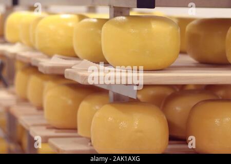 yellow loaves of hard cheese stored in a cold dairy cellar Stock Photo