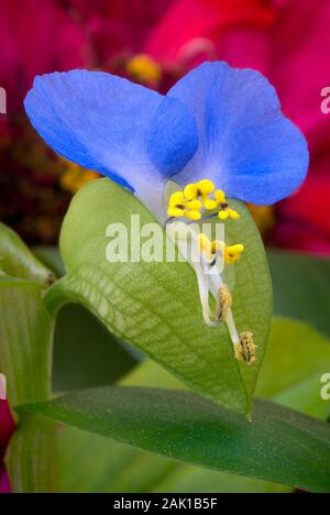 Asiatic dayflower (Commelina communis) is herbaceous annual plant. Stock Photo