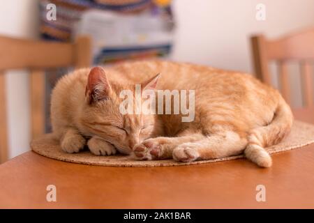 cute ginger kitten sleeping on a table in kitchen, close up view