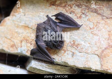 bat - a young black bat on the stone in daytime Stock Photo