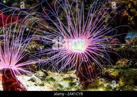 flower tube sea anemone in closeup, pink neon color, Tropical animal specie from the Indo-pacific ocean Stock Photo