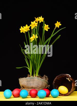 Narcissus in bright yellow colour growing in sackcloth pot near wooden bucket lying on wood table and red, blue and yellow eggs falling out of it isolated on black background. Spring holiday concept Stock Photo
