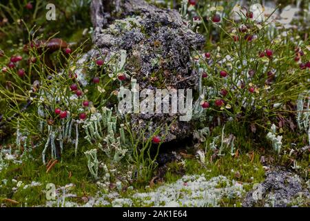 Grouseberry, Vaccinium scoparium, a small red-berried relative of blueberries, along the East Opabin Trail in September in Yoho National Park, British Stock Photo