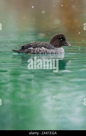 Female Barrow's Goldeneye, Bucephala islandica, diving in one of the Cascade Lakes in a snowstorm in September in Yoho National Park, British Columbia Stock Photo