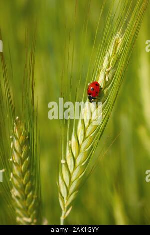 Red ladybug in the cereals (on the ear of  triticale), green background Stock Photo