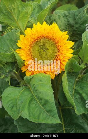 sunflower in the garden - big yellow sunflower flower surrounded by large green leaves Stock Photo