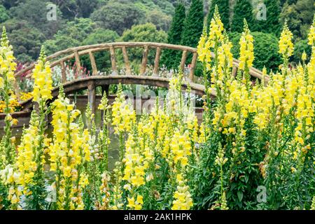Wood bridge in garden of The Great Holy Relics Pagoda Nabhapolbhumisiri, Chiang Mai, Thailand Stock Photo