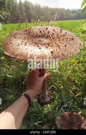 big mushroom in hand (Macrolepiota procera, the parasol mushroom) - mushroom with a large parasol held in hand, on a meadow on a sunny day Stock Photo