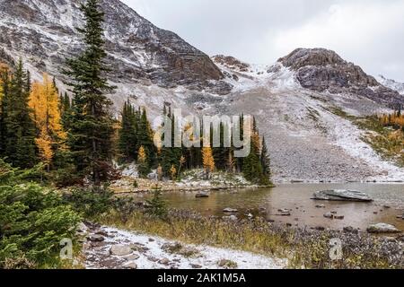 Alpine Larches, Larix lyallii, around Schaffer Lake with Mount Schaffer rising behind, in September in Yoho National Park, British Columbia, Canada Stock Photo