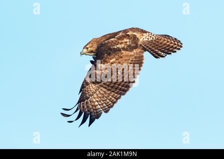 Juvenile red-tailed hawk in flight Stock Photo