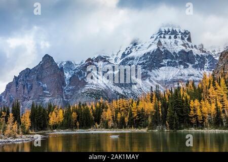Alpine Larches, Larix lyallii, around Schaffer Lake with Wiwaxy Peaks and Mount Huber distant, in September in Yoho National Park, British Columbia, C Stock Photo