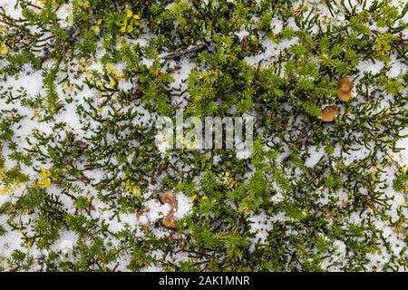 Heather or Heath leaves on a snowy September day on the Opabin Plateau in Yoho National Park, British Columbia, Canada Stock Photo