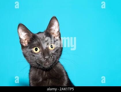 Close up portrait of an adorable black cat looking to viewers right with surprised curious expression. Turquoise teal background with copy space