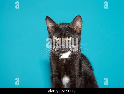 Close up portrait of an adorable black cat looking to viewers left with surprised curious expression. Turquoise teal background with copy space Stock Photo