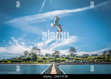 birds on Bodega Bay, California, city where filmed The Birds by Alfred Hitchcock Stock Photo