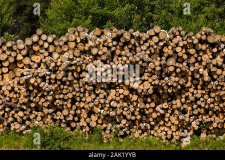 Felling and logging industry with a large pile of chopped down tree trunks ready for transport to sawmill. Timber harvesting and forest management Stock Photo