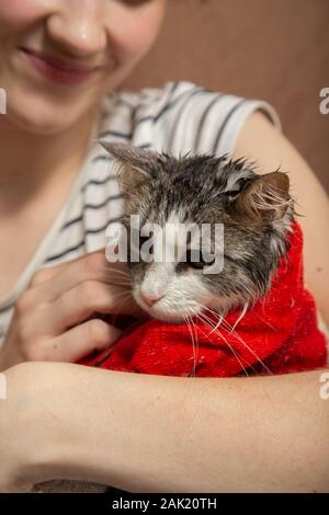 wet cat on towel after washing with young woman Stock Photo