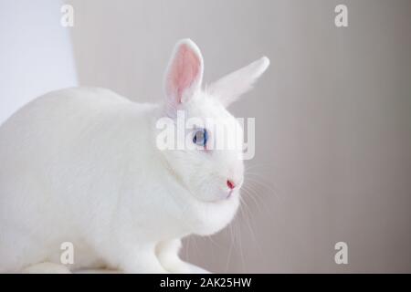 The hare is blue-eyed and white. fabulous bunny on a white background Stock Photo
