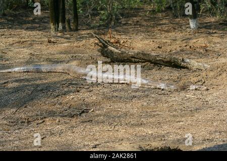 Indian Rock Python basking in the sun in Bharatpur Bird Sanctuary (India) Stock Photo