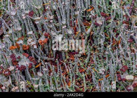 Cladonia cup lichens along Lake McArthur trail in a subalpine forest in September in Yoho National Park, British Columbia, Canada Stock Photo