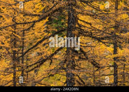 Alpine Larches, Larix lyallii, golden with autumn color in September in Yoho National Park, British Columbia, Canada Stock Photo
