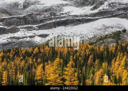 Alpine Larches, Larix lyallii, golden with autumn color in September in Yoho National Park, British Columbia, Canada Stock Photo