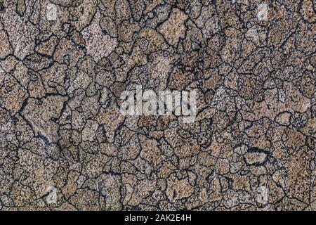 Map Lichen growing on rock along the trail to Linda Lake from Lake O'Hara in September in Yoho National Park, British Columbia, Canada Stock Photo