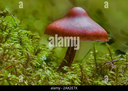 Mushroom in luxurious mosses along trail to Linda Lake from Lake O'Hara in September in Yoho National Park, British Columbia, Canada Stock Photo