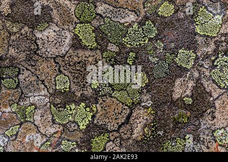 Map Lichen growing on rock along the trail to Linda Lake from Lake O'Hara in September in Yoho National Park, British Columbia, Canada Stock Photo