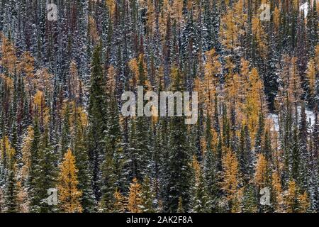 Conifer forest near Linda Lake on a snowy day along the trail system near Lake O'Hara in September in Yoho National Park, British Columbia, Canada Stock Photo