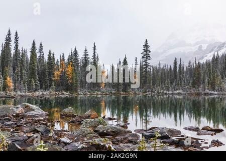 Snowy day in September at Morning Glory Lakes near Lake O'Hara in Yoho National Park, British Columbia, Canada Stock Photo