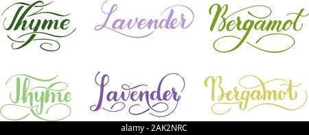 Vector hand written set of herbs isolated on white background. Kitchen healthy herbs and spices for cooking. Script brushpen lettering with flourishes Stock Vector