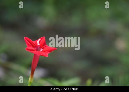 A cypress vine or red morning glory in green nature. Surakarta, Indonesia. Stock Photo