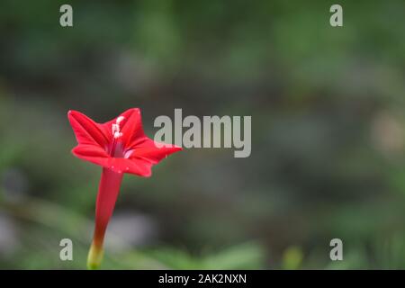 A cypress vine or red morning glory in green nature. Surakarta, Indonesia. Stock Photo