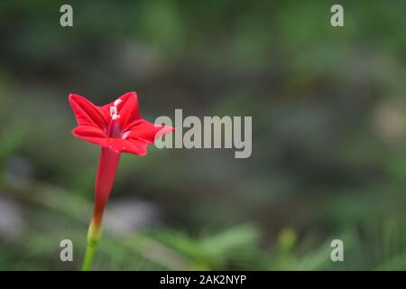 A cypress vine or red morning glory in green nature. Surakarta, Indonesia. Stock Photo