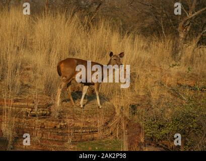 Sambar Deer - at Ranthambhore National Park (India) Stock Photo