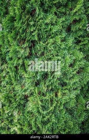 Thuja green foliage close up as background. Stock Photo