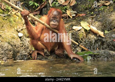 Baby orangutan holding a branch Stock Photo