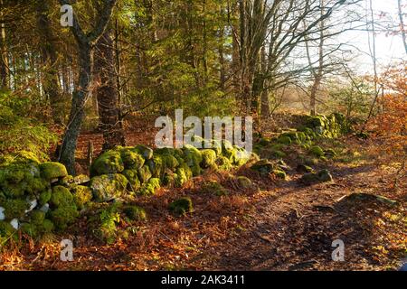 Winter sun in woods near Callander Scotland. Stock Photo