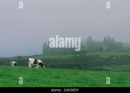 Cattles grazing on a meadow in front of the backdrop of the befogged ruins of Dunluce Castle that dates back to the 13th century and is located near P Stock Photo