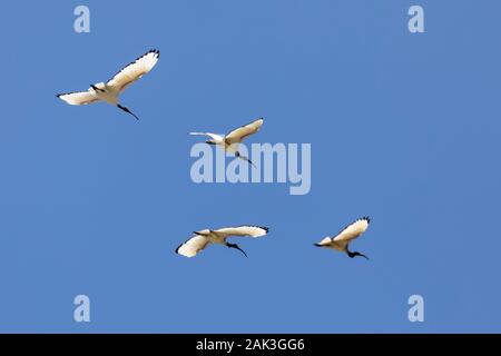 African Sacred Ibis (Threskiornis aethiopicus), Leidam, Montagu, Boland, Western Cape, South Africa. Small flock in flight in sunlight Stock Photo