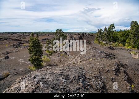 landscape view over old lava field with trees and other vegetation beginning to grow and reestablish themselves Big Island Hawaii USA Stock Photo