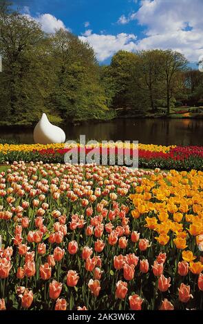 Colorful tulips at the Keukenhof in North Holland Stock Photo - Alamy