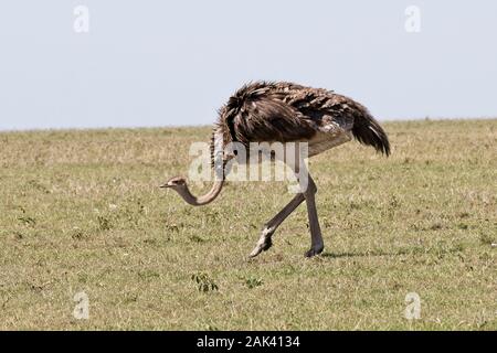 Common Ostrich (Struthio camelus) female walking, Maasai Mara, Kenya. Stock Photo