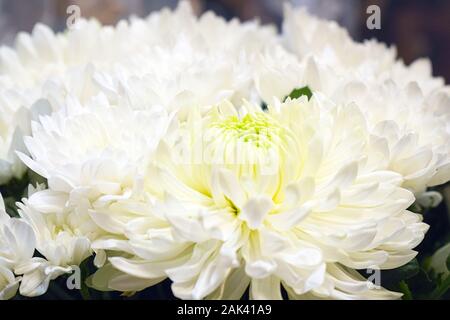 Flowers of white chrysanthemums close-up. Soft selective focus Stock Photo