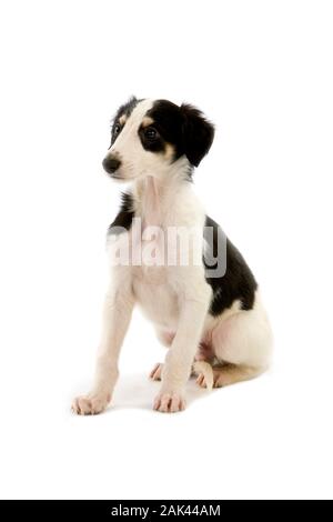 BORZOI OR RUSSIAN WOLFHOUND, PUP SITTING AGAINST WHITE BACKGROUND Stock Photo