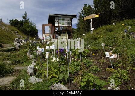 Alpenblumengarten in Ausserfern-Reutte, Tirol | usage worldwide Stock Photo