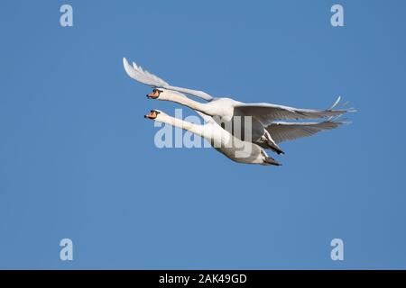 Close up of wild UK mute swan birds (Cygnus olor) in flight, flying free, two swans together isolated high in midair, clear blue sky & autumn sunshine. Stock Photo